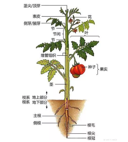 公務(wù)員考試常識(shí)積累：植物的秘密