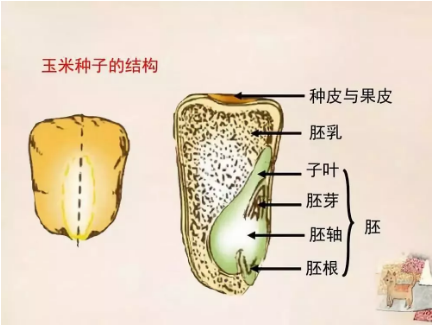 公務(wù)員考試常識(shí)積累：植物的秘密